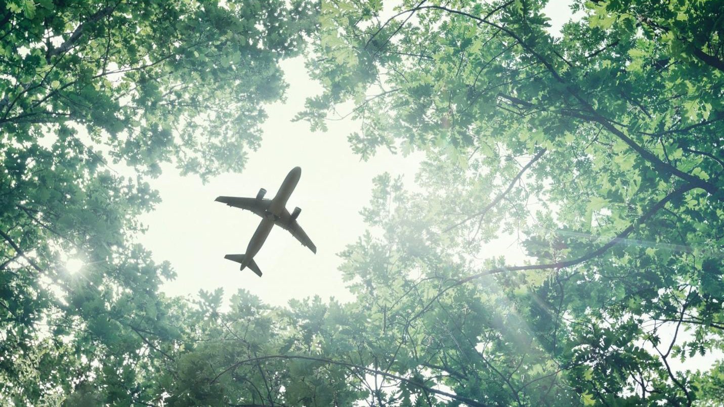 plane above trees
